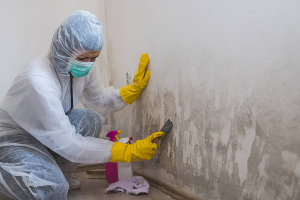 Best Mold Remediation  in Hooper, UT