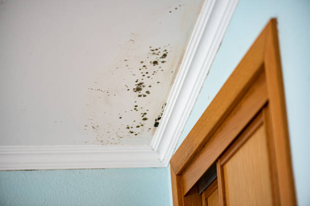 Best Toxic Mold Removal  in Hooper, UT