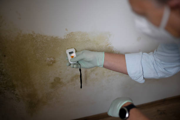 Best Mold Damage Repair  in Hooper, UT