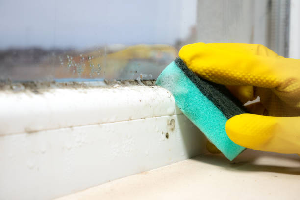 Best Home Mold Removal  in Hooper, UT