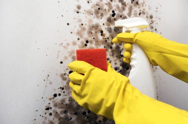 Reliable Hooper, UT Mold Removal Solutions