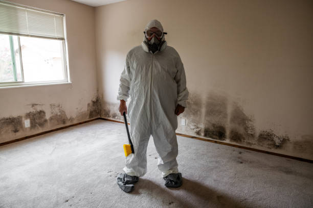 Best Professional Mold Removal  in Hooper, UT