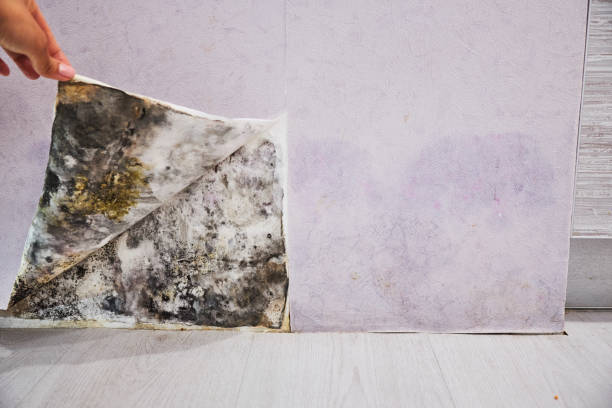 Best Emergency Mold Removal  in Hooper, UT